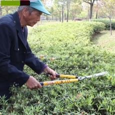 國產 Domestic 修剪花木/草坪剪刀/大剪刀/大花剪/修枝剪